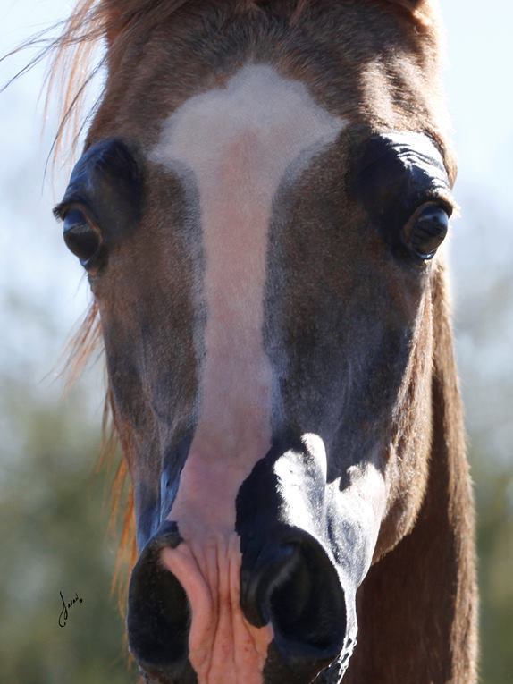 2013/2014 Arabhorse Farm Tours