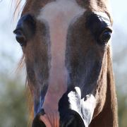 2013/2014 Arabhorse Farm Tours