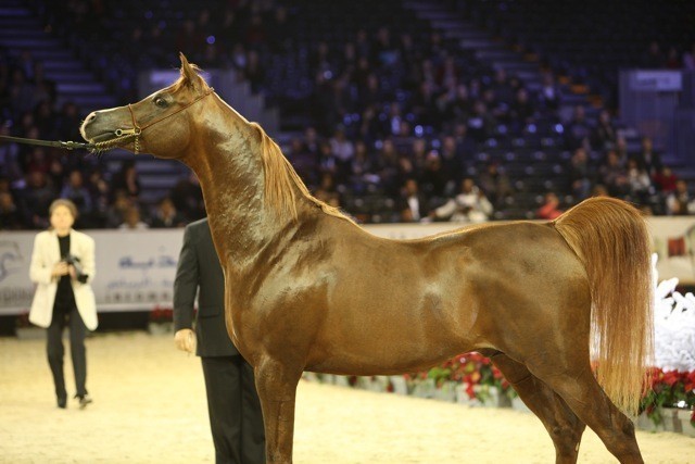 2010 Salon Du Cheval - World Championships Results