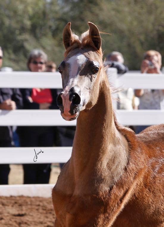2013/2014 Arabhorse Farm Tours