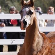 2013/2014 Arabhorse Farm Tours