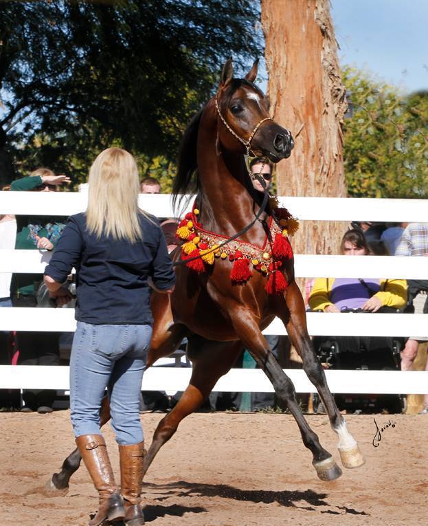 2013/2014 Arabhorse Farm Tours