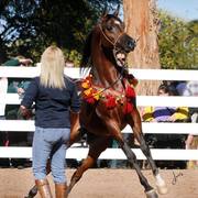 2013/2014 Arabhorse Farm Tours