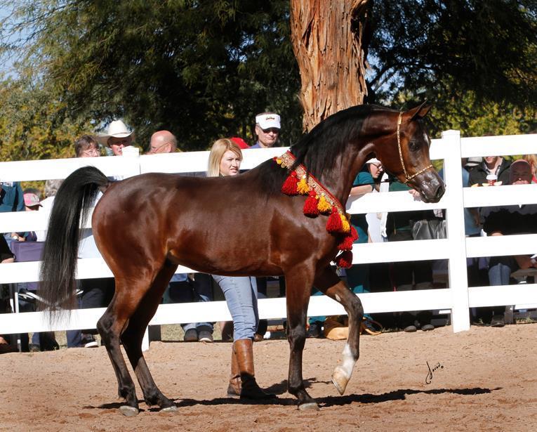 2013/2014 Arabhorse Farm Tours