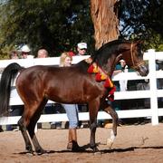 2013/2014 Arabhorse Farm Tours