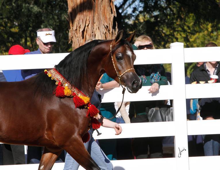 2013/2014 Arabhorse Farm Tours