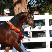 2013/2014 Arabhorse Farm Tours