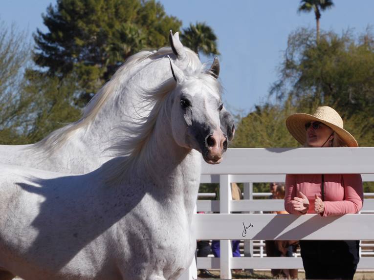 2013/2014 Arabhorse Farm Tours