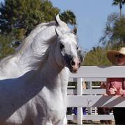 2013/2014 Arabhorse Farm Tours