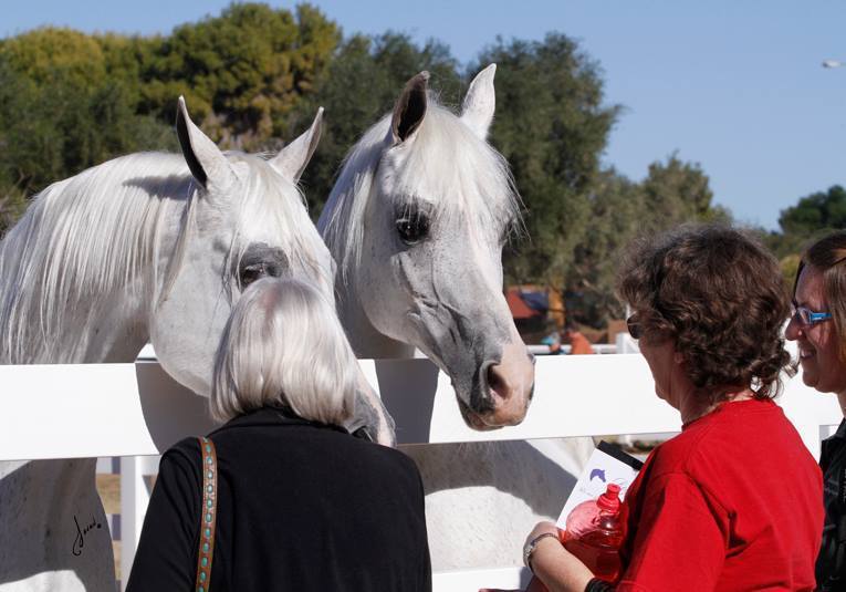 2013/2014 Arabhorse Farm Tours