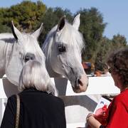 2013/2014 Arabhorse Farm Tours