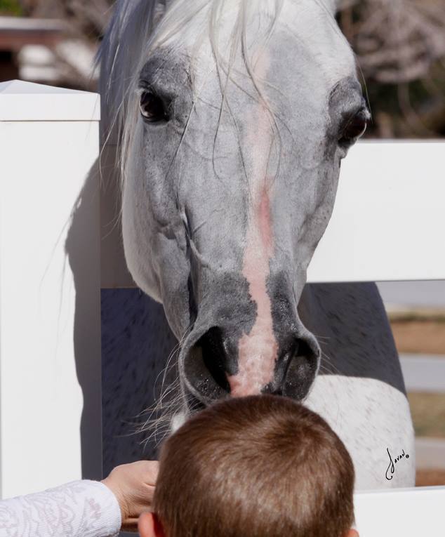 2013/2014 Arabhorse Farm Tours