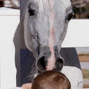 2013/2014 Arabhorse Farm Tours