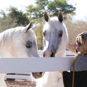 2013/2014 Arabhorse Farm Tours