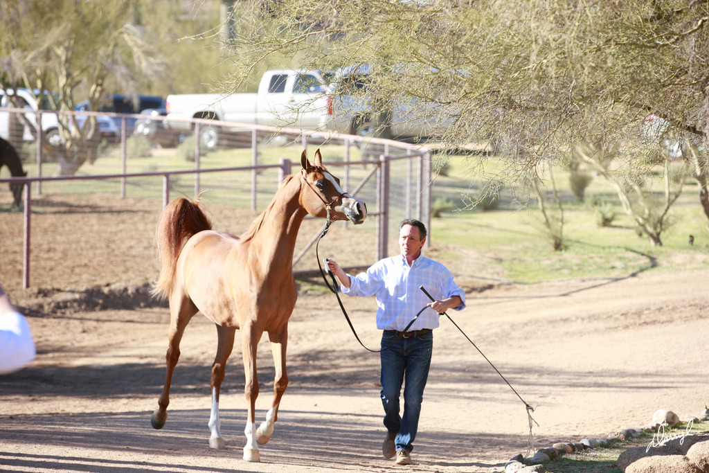 2013/2014 Arabhorse Farm Tours