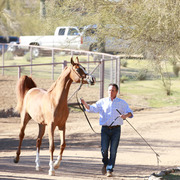 2013/2014 Arabhorse Farm Tours