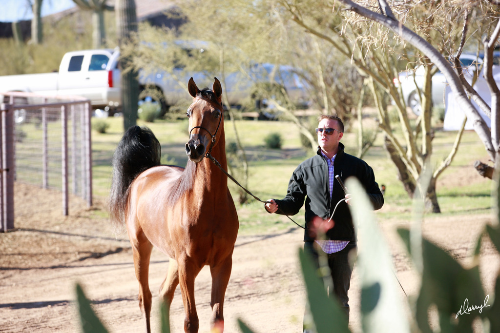 2013/2014 Arabhorse Farm Tours