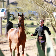 2013/2014 Arabhorse Farm Tours