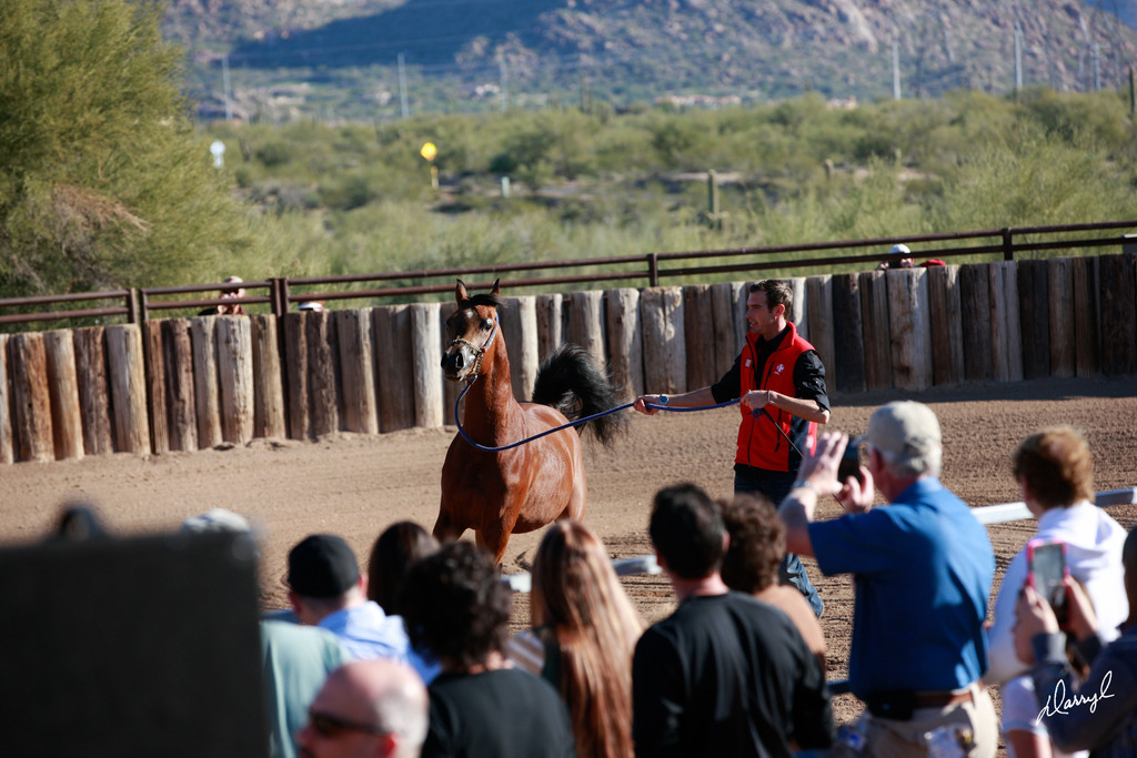 2013/2014 Arabhorse Farm Tours