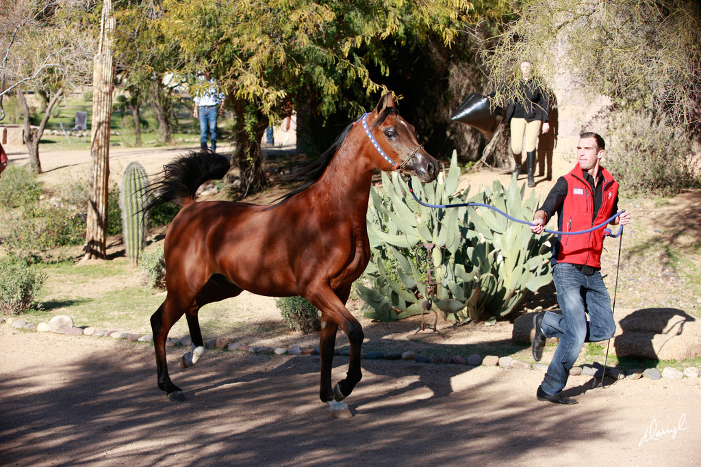 2013/2014 Arabhorse Farm Tours