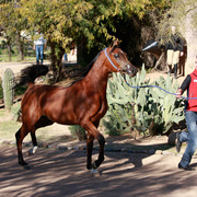 2013/2014 Arabhorse Farm Tours