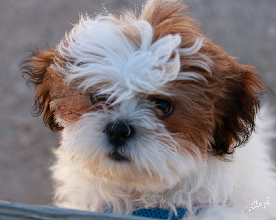 2013/2014 Arabhorse Farm Tours