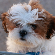 2013/2014 Arabhorse Farm Tours