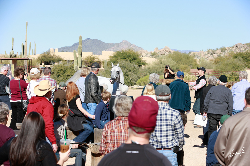 2013/2014 Arabhorse Farm Tours