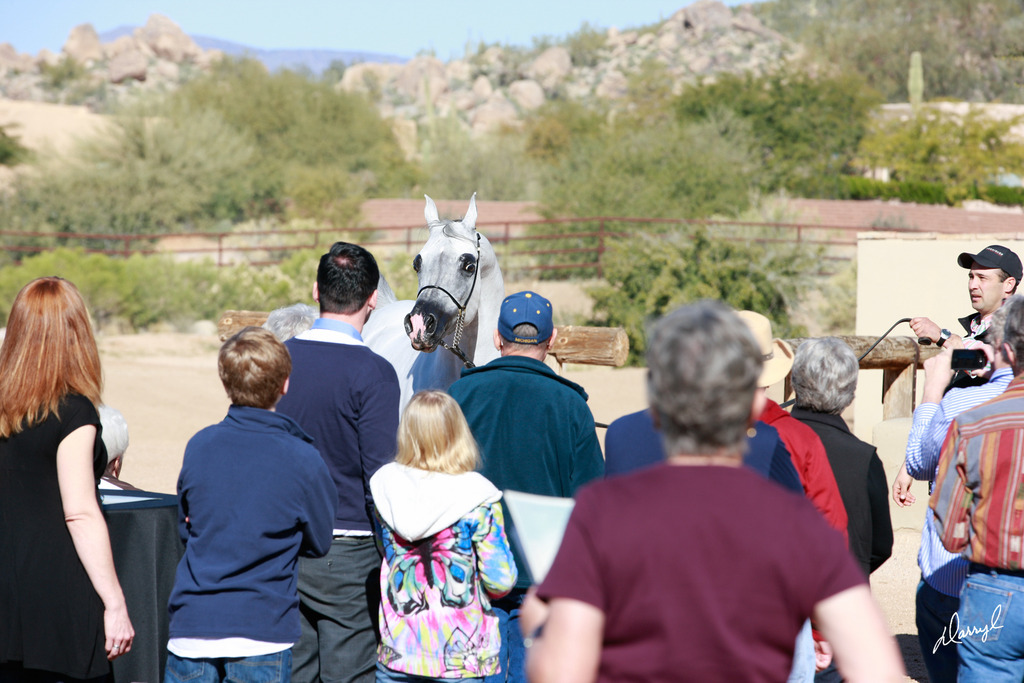 2013/2014 Arabhorse Farm Tours