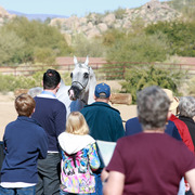 2013/2014 Arabhorse Farm Tours