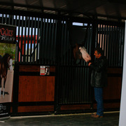 2013/2014 Arabhorse Farm Tours