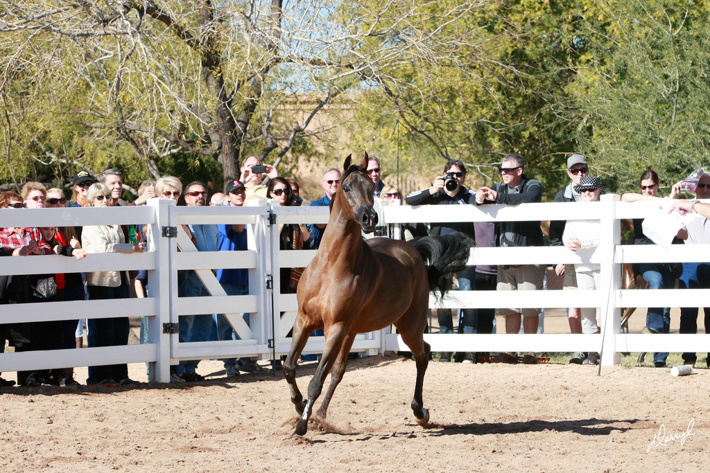 2013/2014 Arabhorse Farm Tours