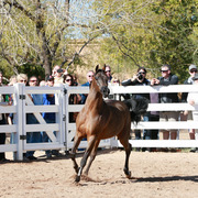 2013/2014 Arabhorse Farm Tours