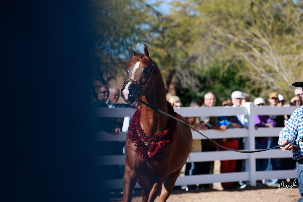 2013/2014 Arabhorse Farm Tours