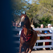 2013/2014 Arabhorse Farm Tours