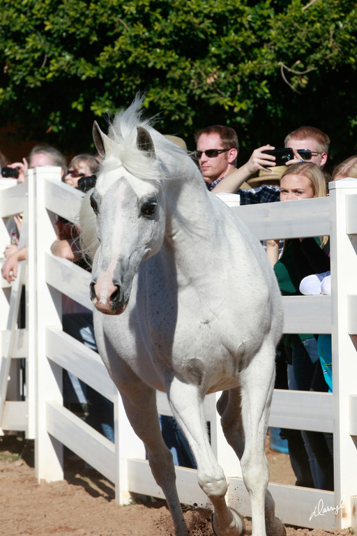 2013/2014 Arabhorse Farm Tours