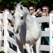 2013/2014 Arabhorse Farm Tours