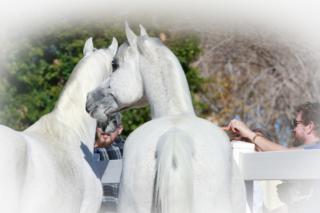 2013/2014 Arabhorse Farm Tours