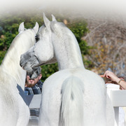 2013/2014 Arabhorse Farm Tours