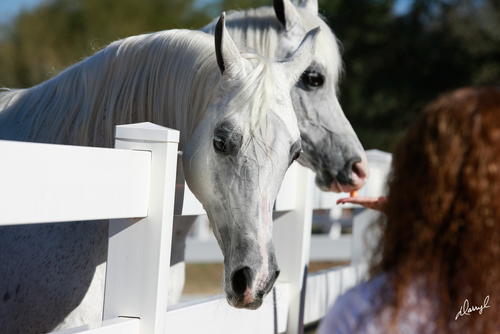 2013/2014 Arabhorse Farm Tours
