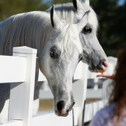 2013/2014 Arabhorse Farm Tours