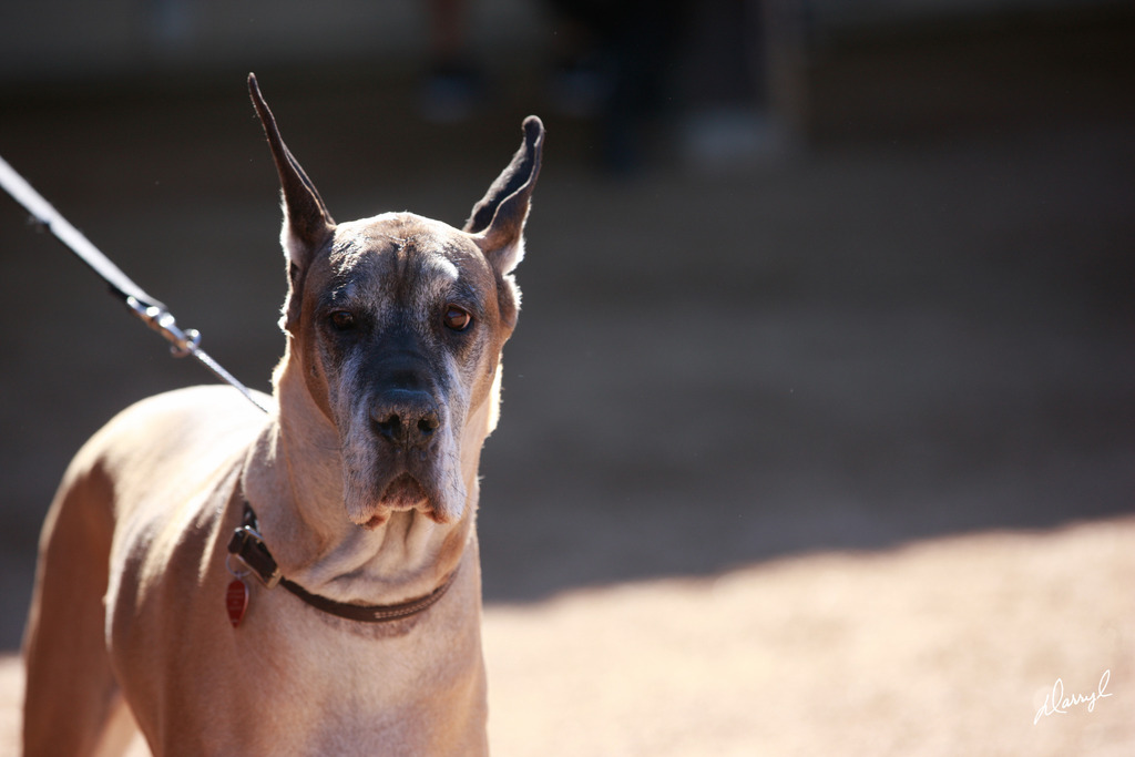 2013/2014 Arabhorse Farm Tours