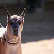 2013/2014 Arabhorse Farm Tours