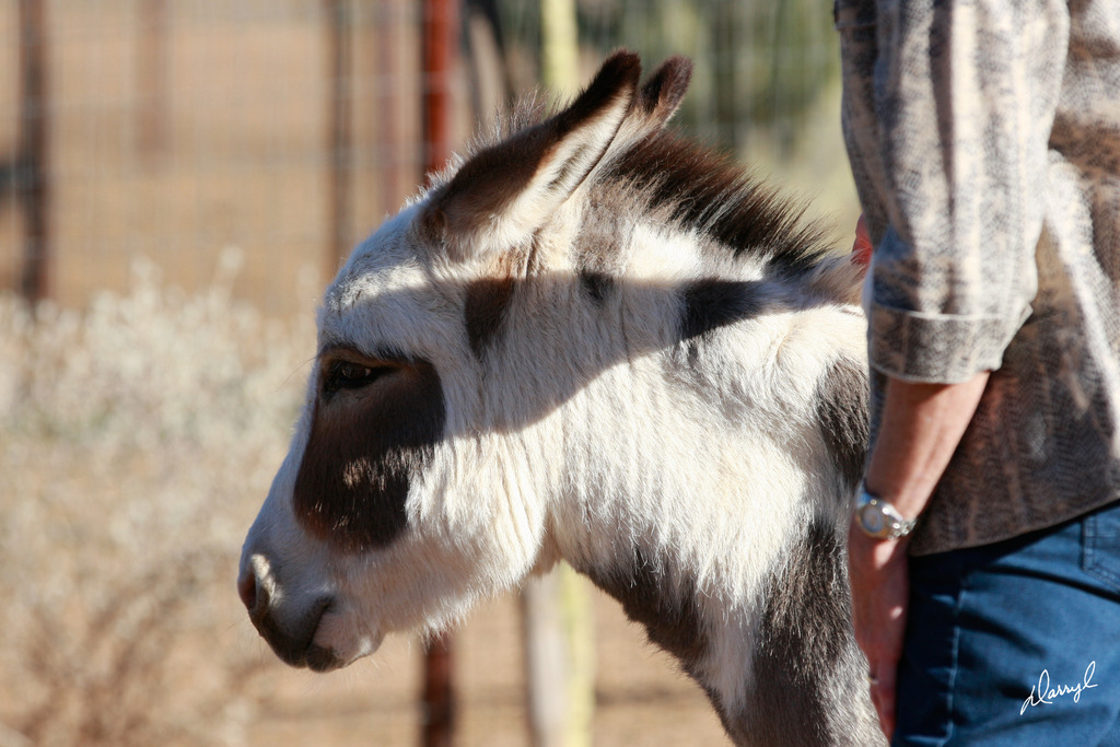 2013/2014 Arabhorse Farm Tours