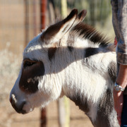 2013/2014 Arabhorse Farm Tours