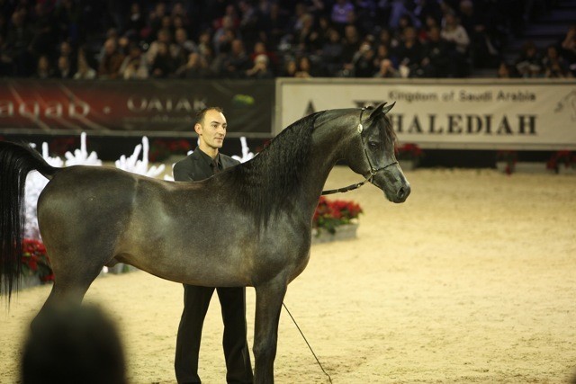 2010 Salon Du Cheval - World Championships Results