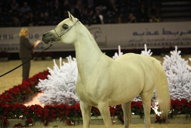2010 Salon Du Cheval - World Championships Results