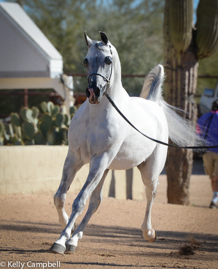 2013/2014 Arabhorse Farm Tours