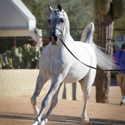 2013/2014 Arabhorse Farm Tours