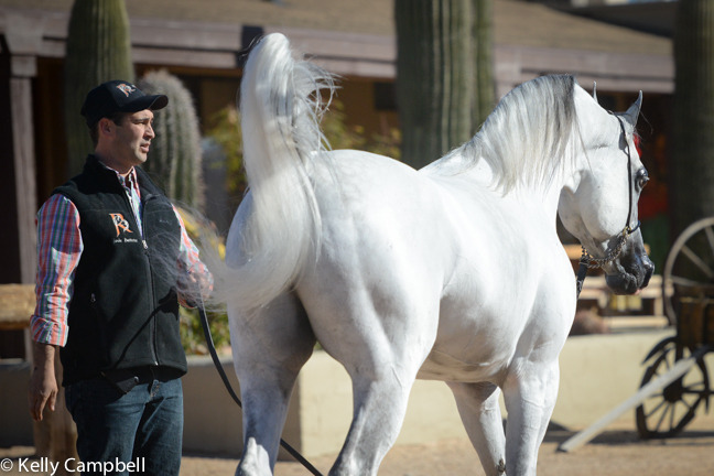 2013/2014 Arabhorse Farm Tours